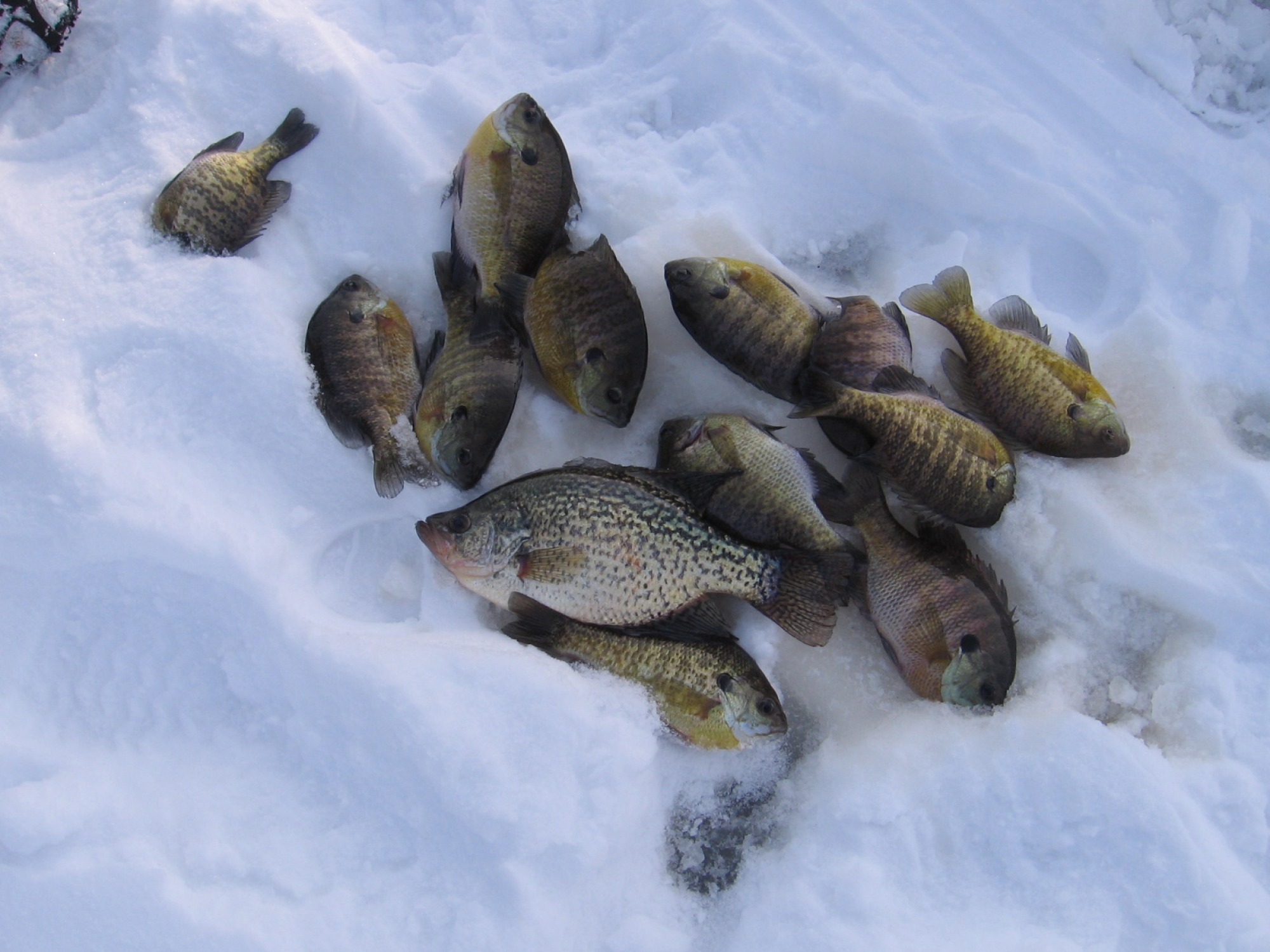 Lake Catherine IceFishing Contest Canceled Winnebago County, Iowa